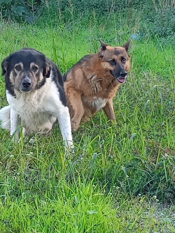 💞 Inseparabili: Balu & Bea Cercano Casa 💞